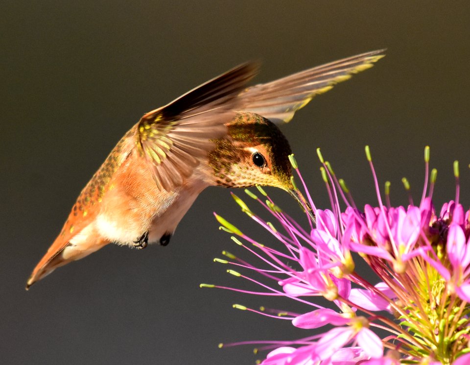 Rufous hummingbird at Seedskadee National Wildlife Refuge (51356659020)