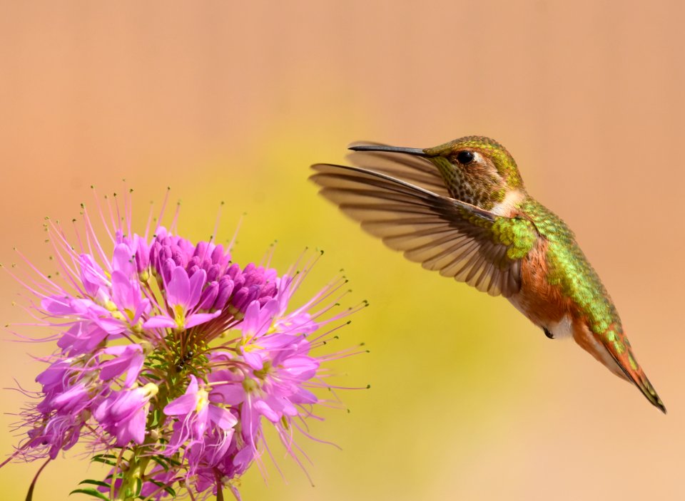 Rufous hummingbird at Seedskadee National Wildlife Refuge (51539759878)