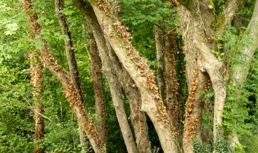 Rusty trees, Rhydymwyn woodland, N Wales, UK. (51373398231)