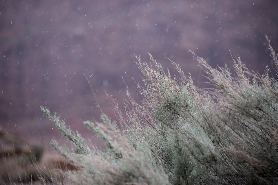 Sagebrush in Rain (35677099125)