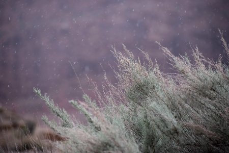 Sagebrush in Rain (35677099125)