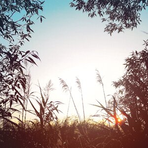 Plant sky summer