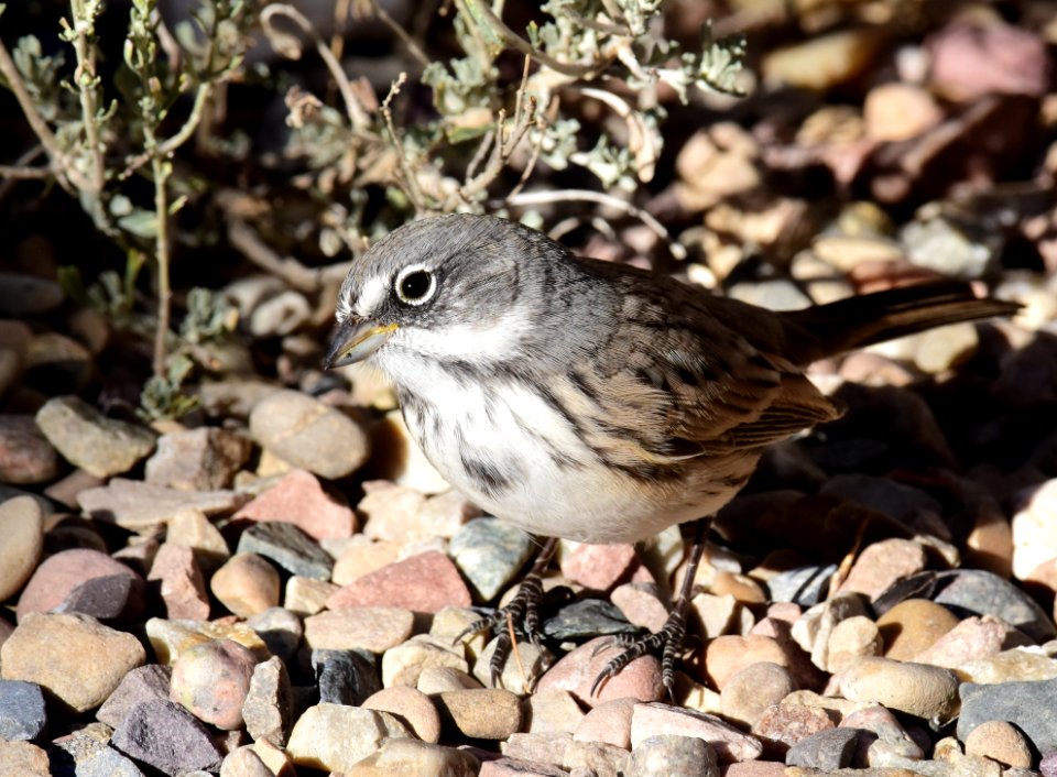 Sagebrush sparrow at Seedskadee National Wildlife Refuge (51536802225)