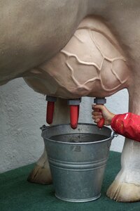 Farm agriculture udder photo