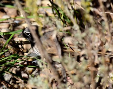 Sagebrush sparrow at Seedskadee National Wildlife Refuge (51535868051)