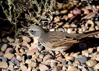 Sagebrush sparrow at Seedskadee National Wildlife Refuge (51535093082)
