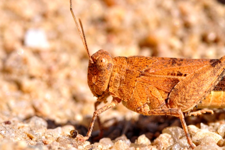 Saltamontes (15811126791)