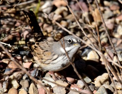 Sagebrush sparrow at Seedskadee National Wildlife Refuge (51536108808)