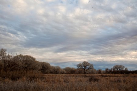 San Pedro Riparian National Conservation Area (26672743346)
