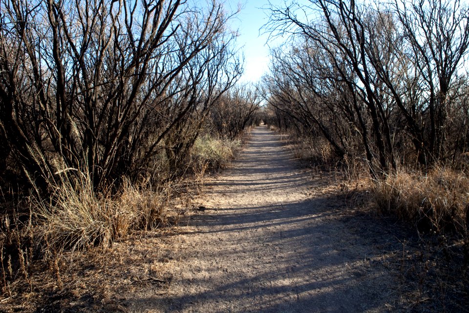 San Pedro River Trail (26672910816)