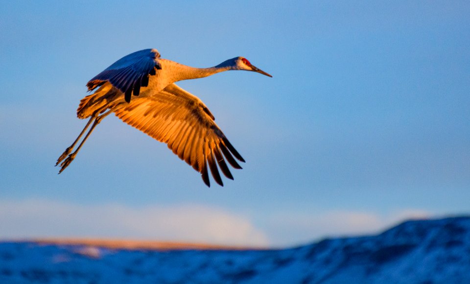 Sandhill Crane Flying (49562821331)