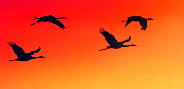 Sandhill Crane Silhouettes, November Sunrise (38241447942)