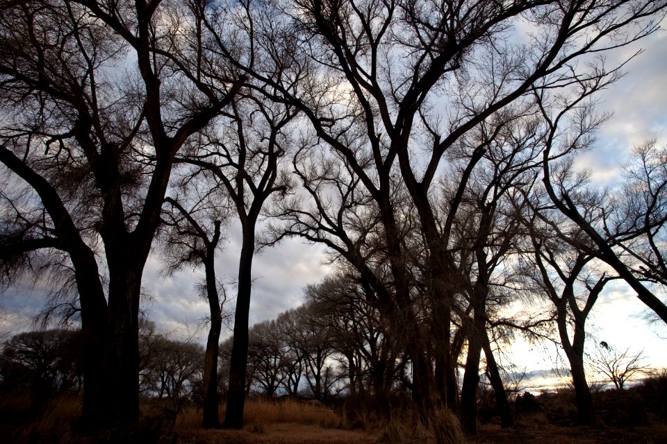 San Pedro Riparian National Conservation Area (26699394225)