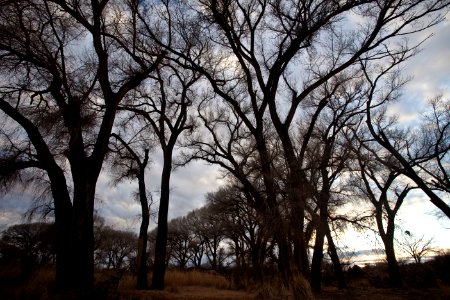 San Pedro Riparian National Conservation Area (26699394225)