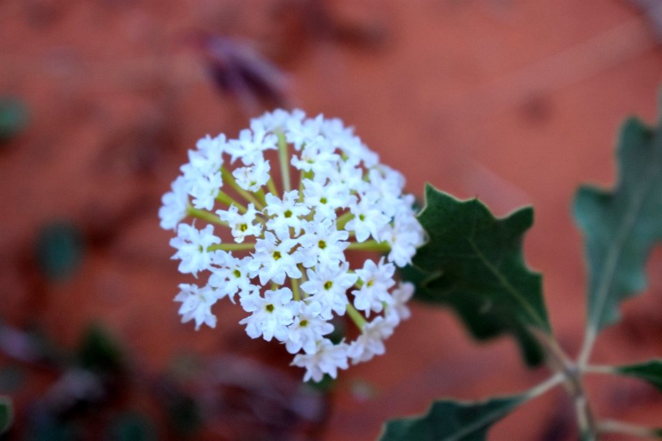 Sand Verbena and Oak Leaves (35638074356)