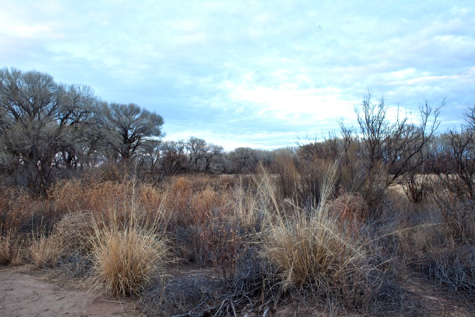San Pedro Riparian National Conservation Area (26672750346)