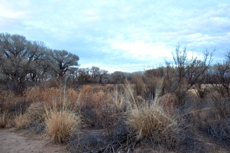 San Pedro Riparian National Conservation Area (26672750346)
