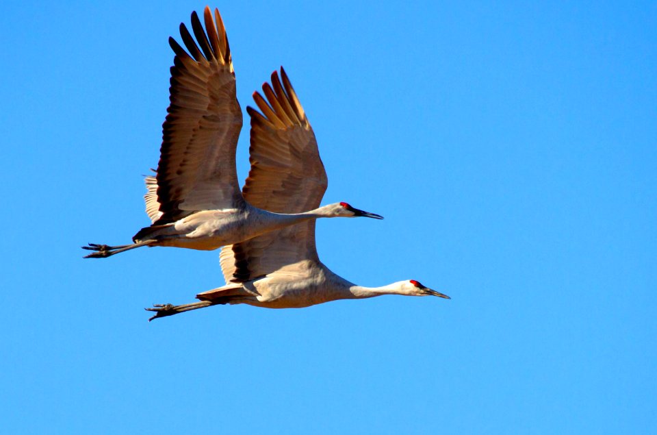 Sandhill Crane Pair Flying (32358644607)