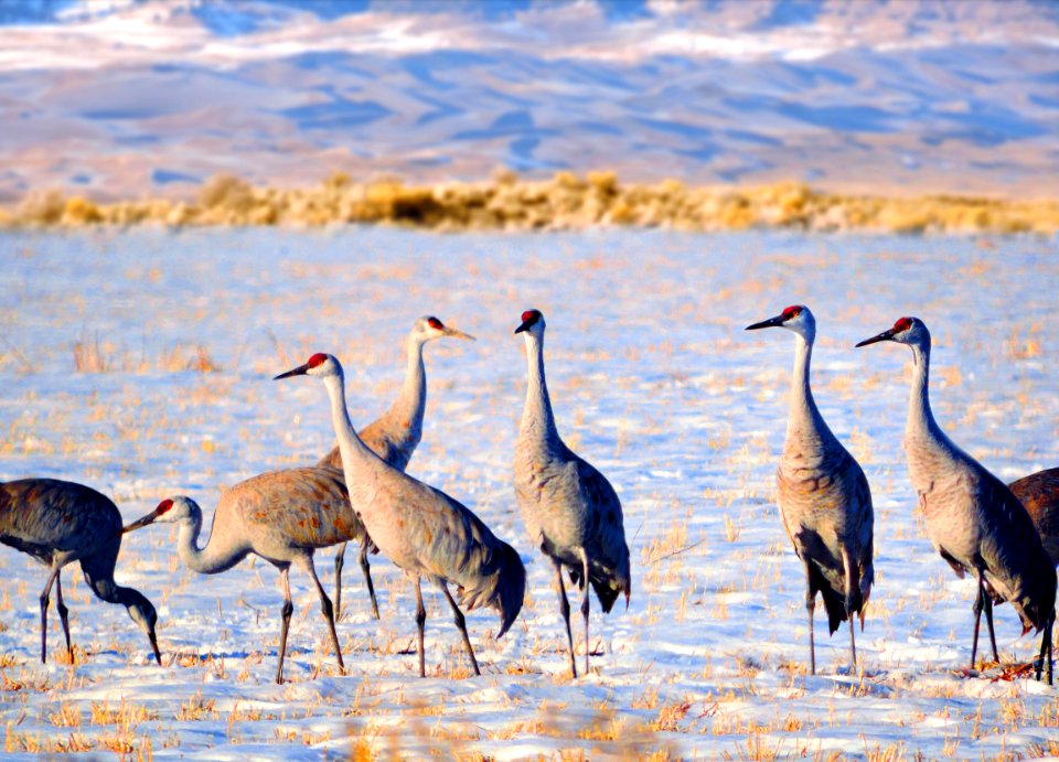 Sandhill Cranes and Dunes, February 2017 (32406069470)