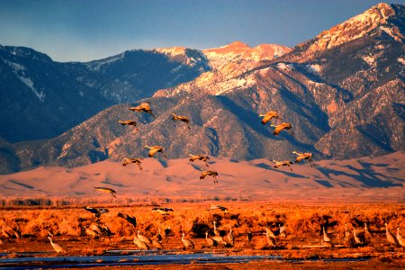 Sandhill Cranes Flying into Wetland (49619892537)