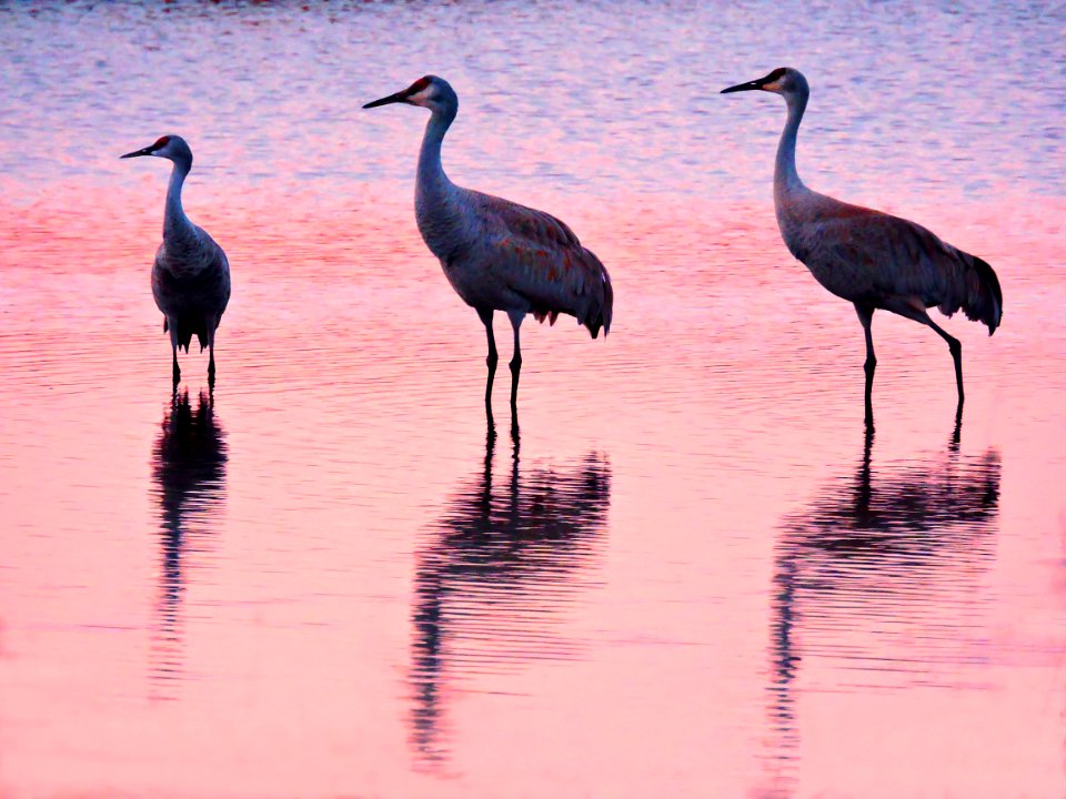 Sandhill Cranes Silhouetted Against Sunset Color Reflections (41039412502)