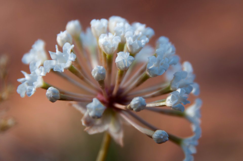 Sand Verbena (abronia fragrans) (9422010667)