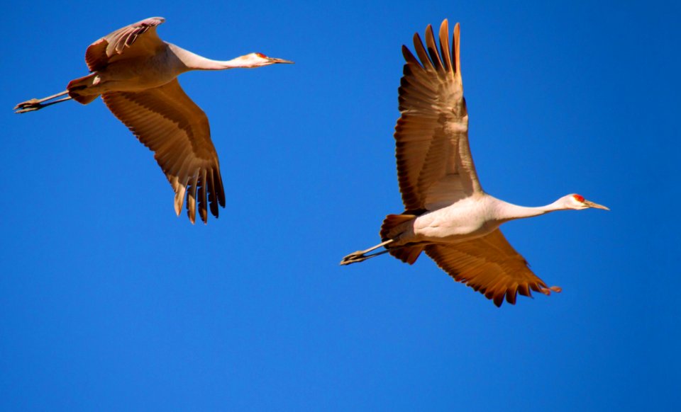 Sandhill Crane Pair Flying (26650908788)