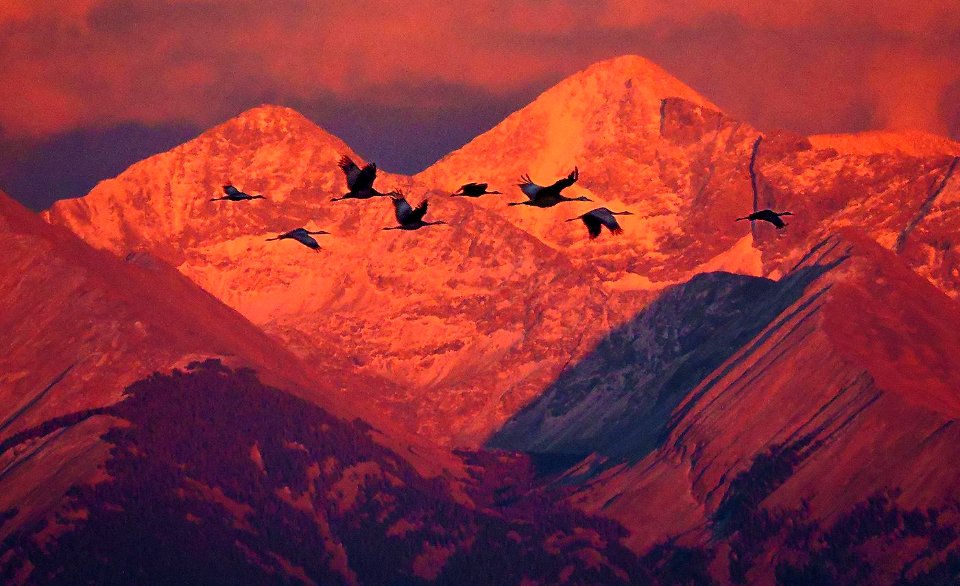 Sandhill Cranes and Blanca Peak (43953854510)