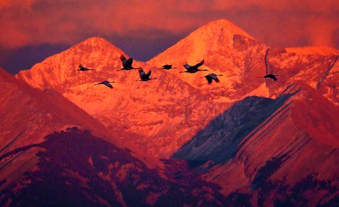 Sandhill Cranes and Blanca Peak (43953854510)