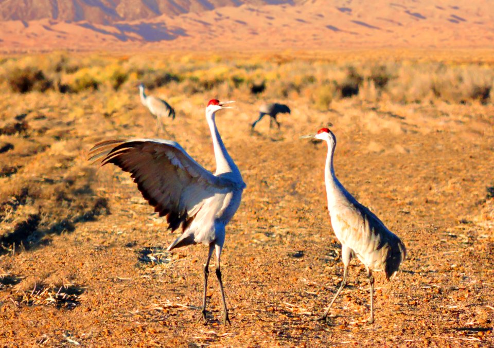 Sandhill Cranes Dancing, Dunes in Background (33605622266)