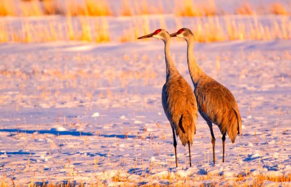 Sandhill Crane Pair in Snow (49562291453)