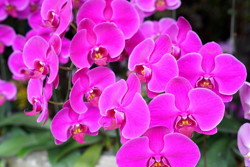 Exotic malaysia nature