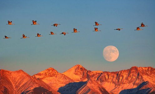 Sandhill Cranes, Moonrise over Blanca Peak (50572110358)
