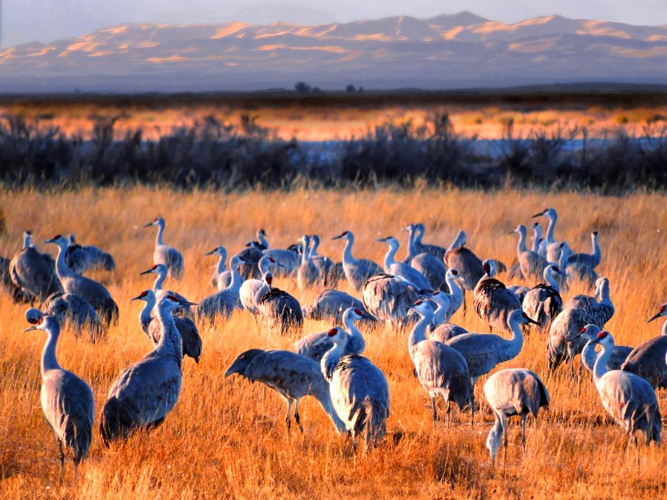 Sandhill Cranes, Dunes in Background (29820877454)