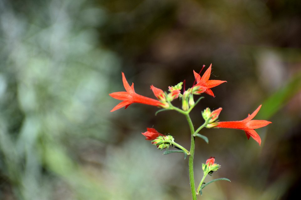 Scarlet Gilia (35547681871)