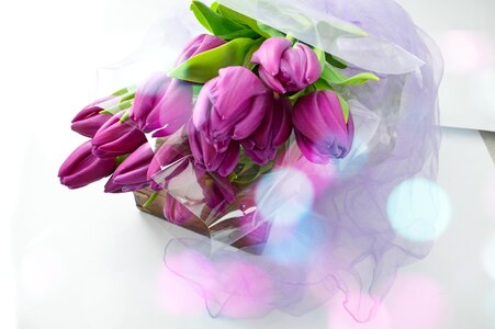 Nature floral petal