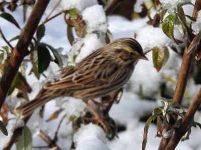 Savannah sparrow, Februay 7 2021 2021 -- Warren Bielenberg (50953849601) photo