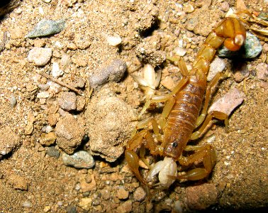 Scorpion at Agua Fria National Monument (26904598356) photo