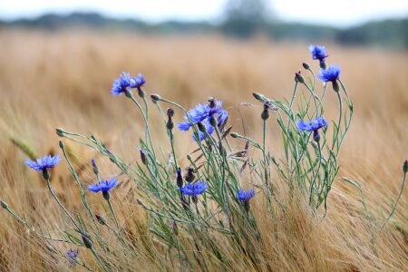 Nature field landscape