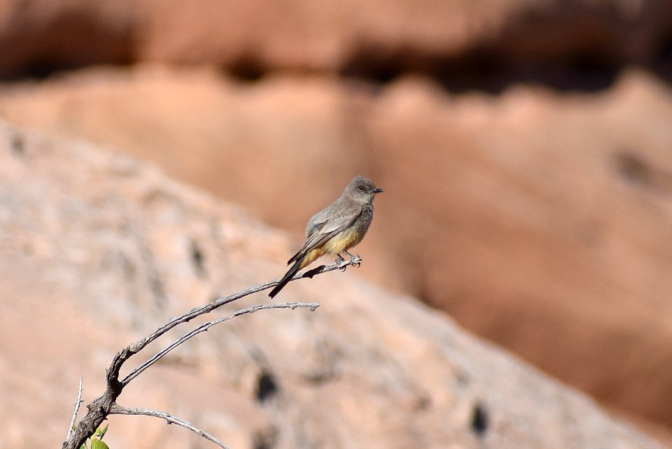 Say's Phoebe perched (34835964594)