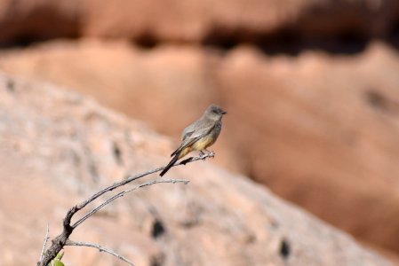 Say's Phoebe perched (34835964594)