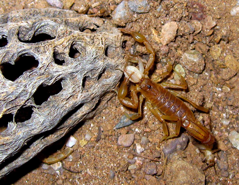 Scorpion at Agua Fria National Monument (26904598136)