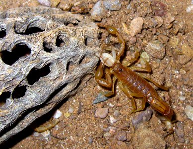 Scorpion at Agua Fria National Monument (26904598136) photo
