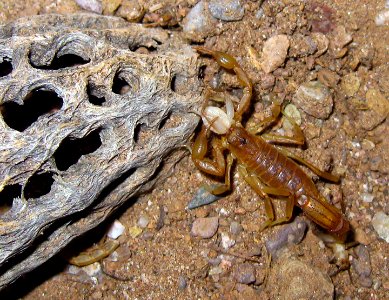Scorpion at Agua Fria National Monument (26904598136)