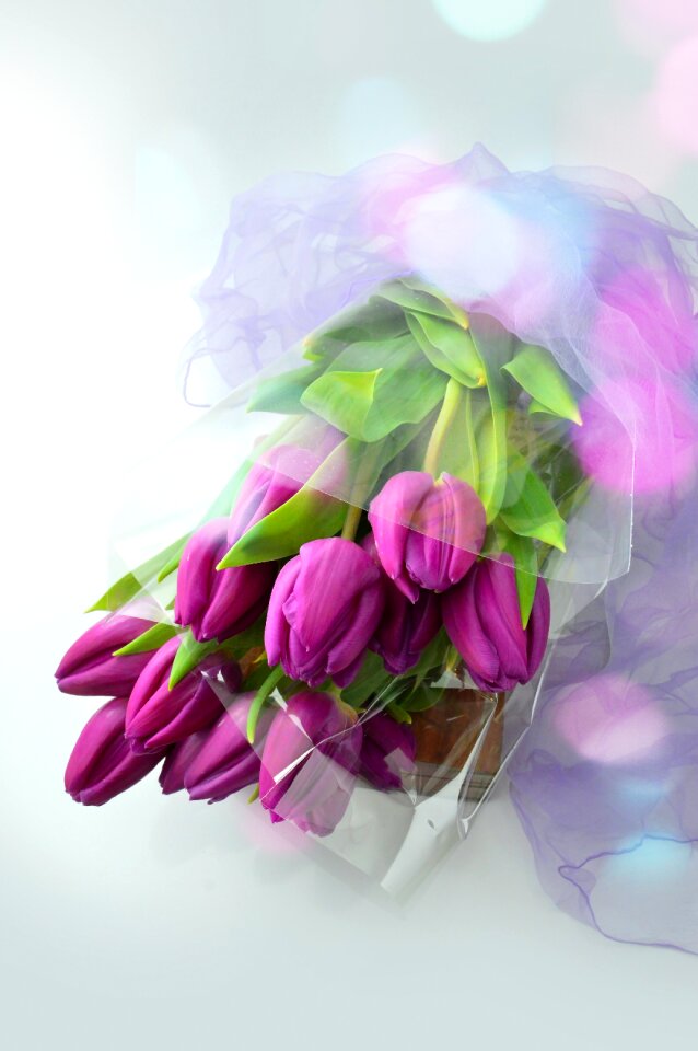 Nature floral petal