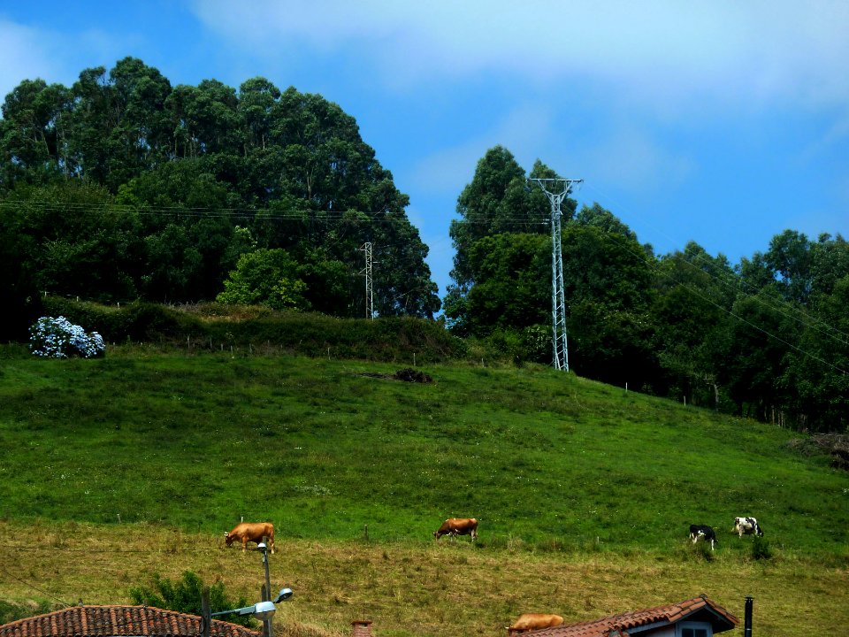 Selgas, Pravia, Asturias (7595818996)