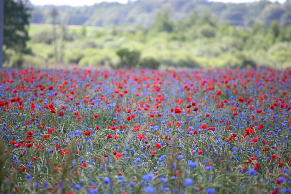Nature field thriving mohnfeld