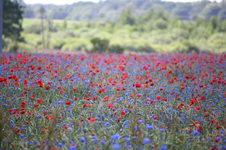 Nature field thriving mohnfeld