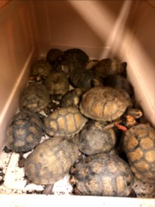Seized Mexican box turtles (51191758418)