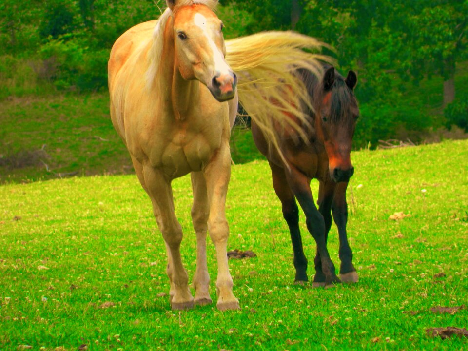 Horses equine meadow